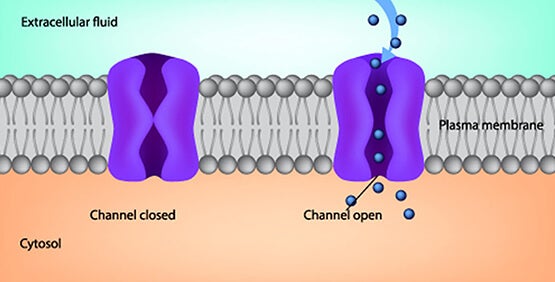 <p>membrane channels</p>