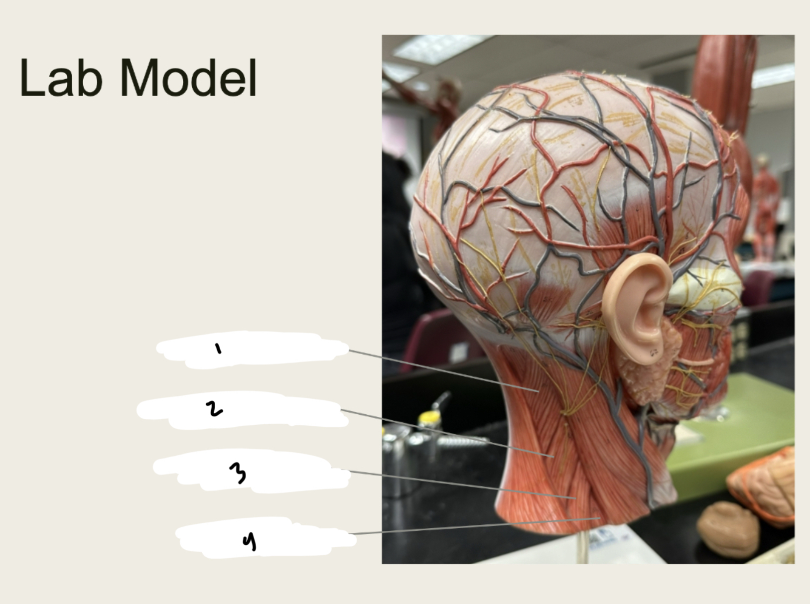 <p>1.XX</p><p>2.XX</p><p>3.XX</p><p>4.XX</p>