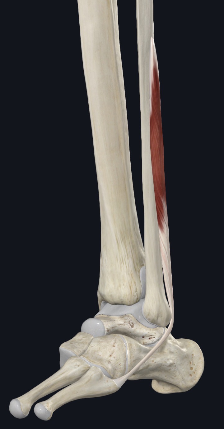 <p>Fibularis Brevis Distal attachment</p>
