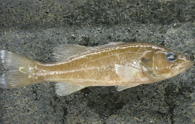 <p>Common name, Family, Scientific Name?</p>