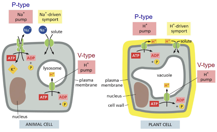<p>electrochemical gradients, e.g. Na+ K+ pump (animal), H+ pump (plants)</p>