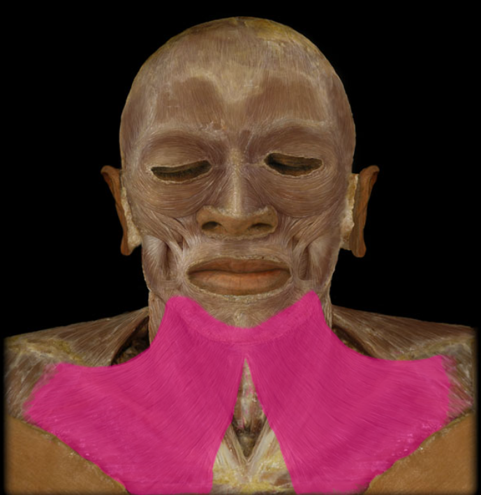 <p>action: opens mouth widely, draws lower lip downward (i.e., in facial expressions of horror/surprise)</p>