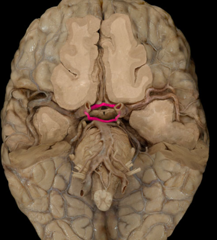 <p>provides alternative vascular pathways if one of the major vessels is blocked</p>
