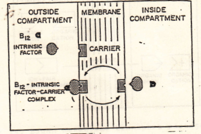 <ul><li><p><span style="background-color: transparent; font-family: "Arial Rounded", sans-serif;">mirip transport aktif, tapi tidak butuh energi dan gerakan zat searah dg gradien kadar</span></p></li><li><p><span style="background-color: transparent; font-family: "Arial Rounded", sans-serif;">Contoh: Transport vitamin B12</span></p></li><li><p><span style="background-color: transparent; font-family: "Arial Rounded", sans-serif;">B12 mula-mula membentuk kompleks&nbsp; dg&nbsp; faktor&nbsp;instrinsik yang dihasilkan oleh lambung 🡪 kemudian kompleks menembus membran dengan&nbsp;perantaraan pembawa/carrier</span></p></li></ul><p><br></p>