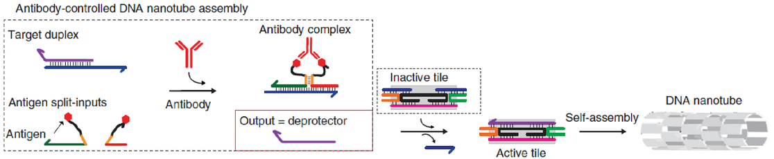 <p>Kontroluje oddziaływania DNA poprzez łączenie z przeciwciałami</p><p>organiczny związek chemiczny z grupy steroidów. Stosowana jest jako nieradioaktywny marker w badaniach kwasów nukleinowych </p>