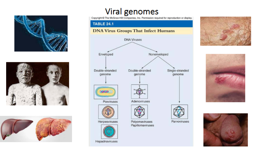 <p>- DNA Viruses can be enveloped or non-enveloped</p><p>- enveloped virus can be double-strnaded genome</p><p>- non-enveloped can be double stranded genome or single stranded genome</p>