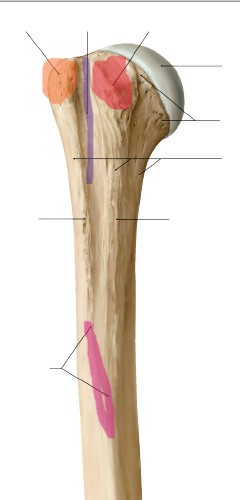 <p>what is the purple</p>