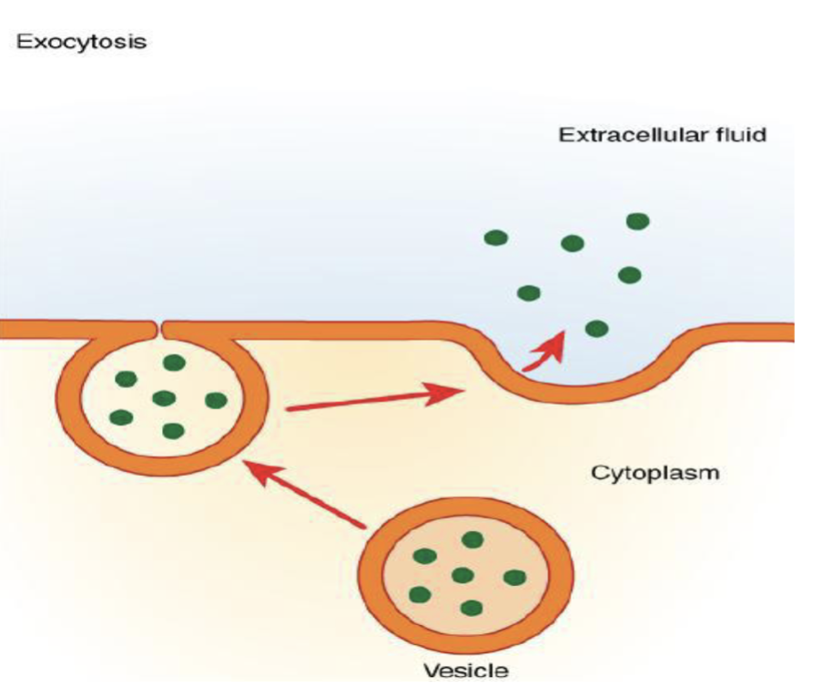 <p>transports molecules outside the cell via the fusion of a vesicle with the plasma membrane</p><p></p>