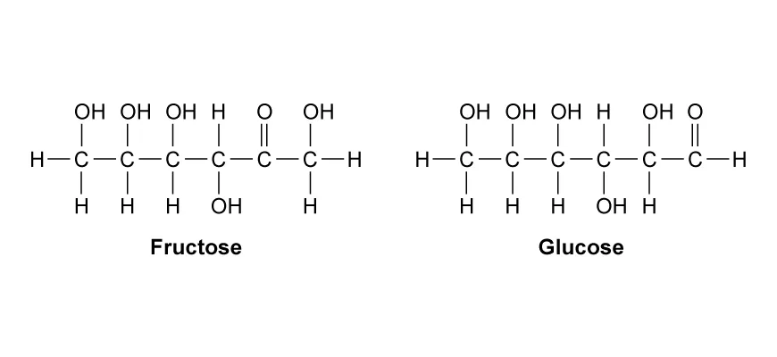 <ol><li><p>Glucose (Found in blood sugar)</p></li><li><p>Fructose (Fruit Sugar)</p></li></ol><p></p>