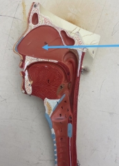 <p>name the parts</p>
