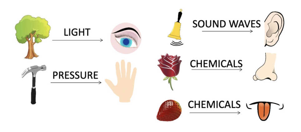 <p>The information about the <strong>distal stimulus</strong> that is directly received by our <strong>sensory</strong> <strong>receptors</strong>, representing the physical properties of the stimulus in our environment. </p><p>Each sense receives info about distal stimulus via a different type of environmental physical energy.</p><p>e.g light via <strong>eyes</strong> → sound waves via <strong>ears </strong>→ pressure via <strong>touch</strong> → chemicals via <strong>smell </strong>→ chemicals via <strong>taste</strong></p>
