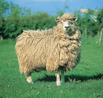 <p>sheep breed with long wool, </p>