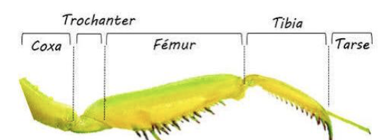 <p>raptorial</p>