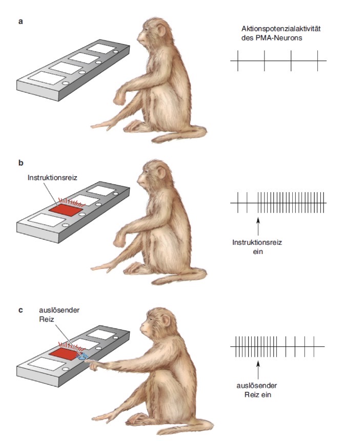 <p>Vor Instruktionsreiz geringe Aktionspotenzial-frequenz</p><p>Nach Instruktionsreiz deutliche Zunahme der Aktionspotential-Frequenz des PMA-Neurons (AREAL 6 feuert)</p><p>Nach auslösendem Reiz wieder Abnahme der Aktionspotential-Frequenz des PMA-Neurons</p><p></p><p></p>
