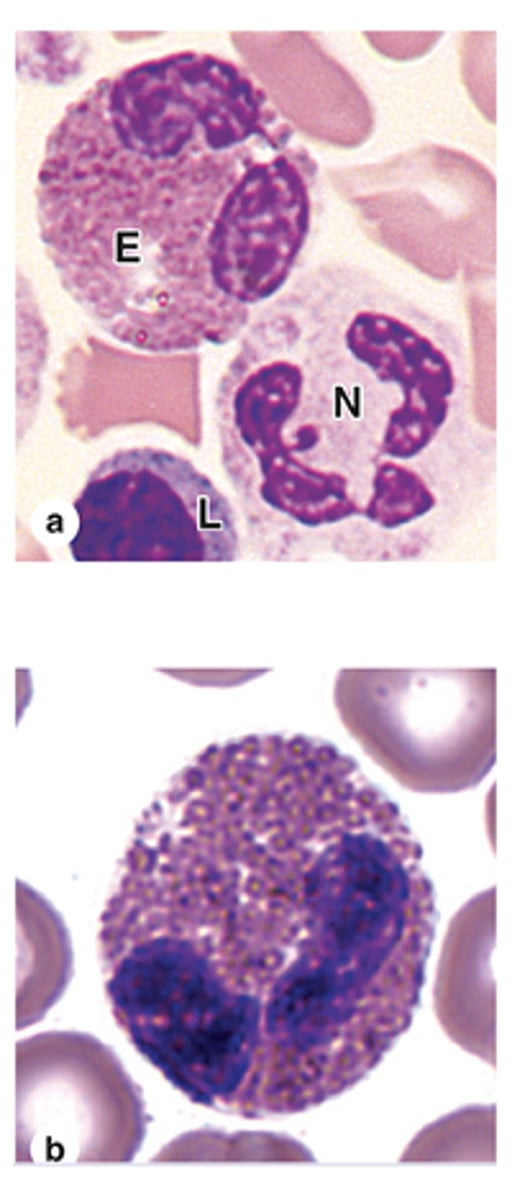 <p>What percentage of circulating WBCs are eosinophils?</p>