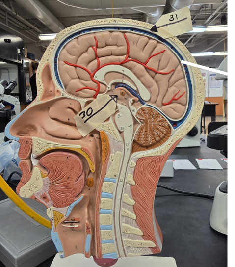 <p>Name Connective Tissue Layer, Be Specific</p>
