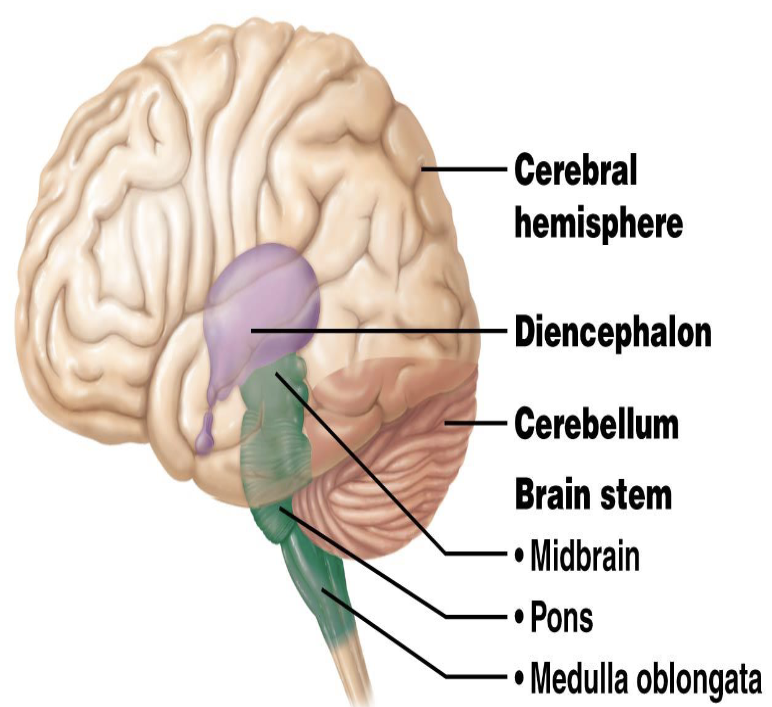 <p><strong>Brain Regions and Organization</strong></p><p>What are the four major brain regions?</p>