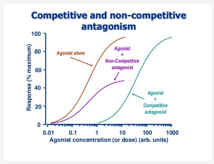<ul><li><p>Antagonist: a drug that binds a receptor without activating signaling, and interferes with agonist activation</p></li><li><p>Competitive antagonist (most common): competes for the same binding site as the agonist — binding is mutually exclusive </p></li></ul><p>→ Increasing agonist concentration can overcome it </p><p>→ Reduces agonist potency, but not maximum efficacy</p><ul><li><p>Noncompetitive antagonist: binds an allosteric site, blocking agonist action without affecting agonist binding</p></li></ul><p>→ Reduces potency; max efficacy is unchanged if enough agonist is given</p><p></p><p><strong>Noncompetitive antagonist binds/blocks receptor function → agonist can't fully activate signaling → adding more agonist cannot overcome it → ↓ maximum efficacy (Emax).</strong></p><p>Compare that with <strong>competitive antagonism</strong>: they're fighting for the <strong>same seat</strong>, so adding enough agonist can win the competition.</p>
