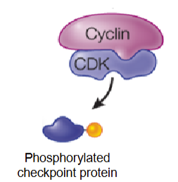 <p>by <strong><u>cyclin-dependent kinases</u></strong> (CDKs)</p><ul><li><p>CDKs are activated by binding to <strong><u>cyclin</u></strong></p></li><li><p>cyclins are synthesized when the cell received signals telling it that is can pass through a checkpoint </p></li><li><p>CDKs phosphorylate checkpoint proteins that regulate these checkpoints</p></li></ul><p></p>