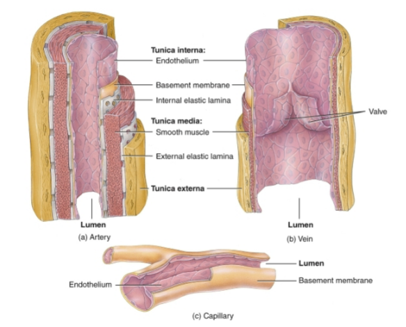 <p>What layer anchors a blood vessel to surrounding tissue?</p>