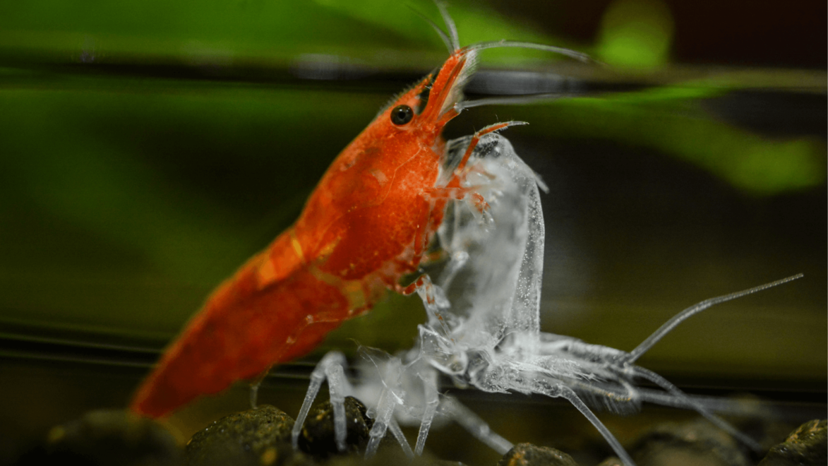 <p>The physiological process of molting or casting off the rigid outer cuticle(exoskelton) allowing the animal to grow larger. </p>