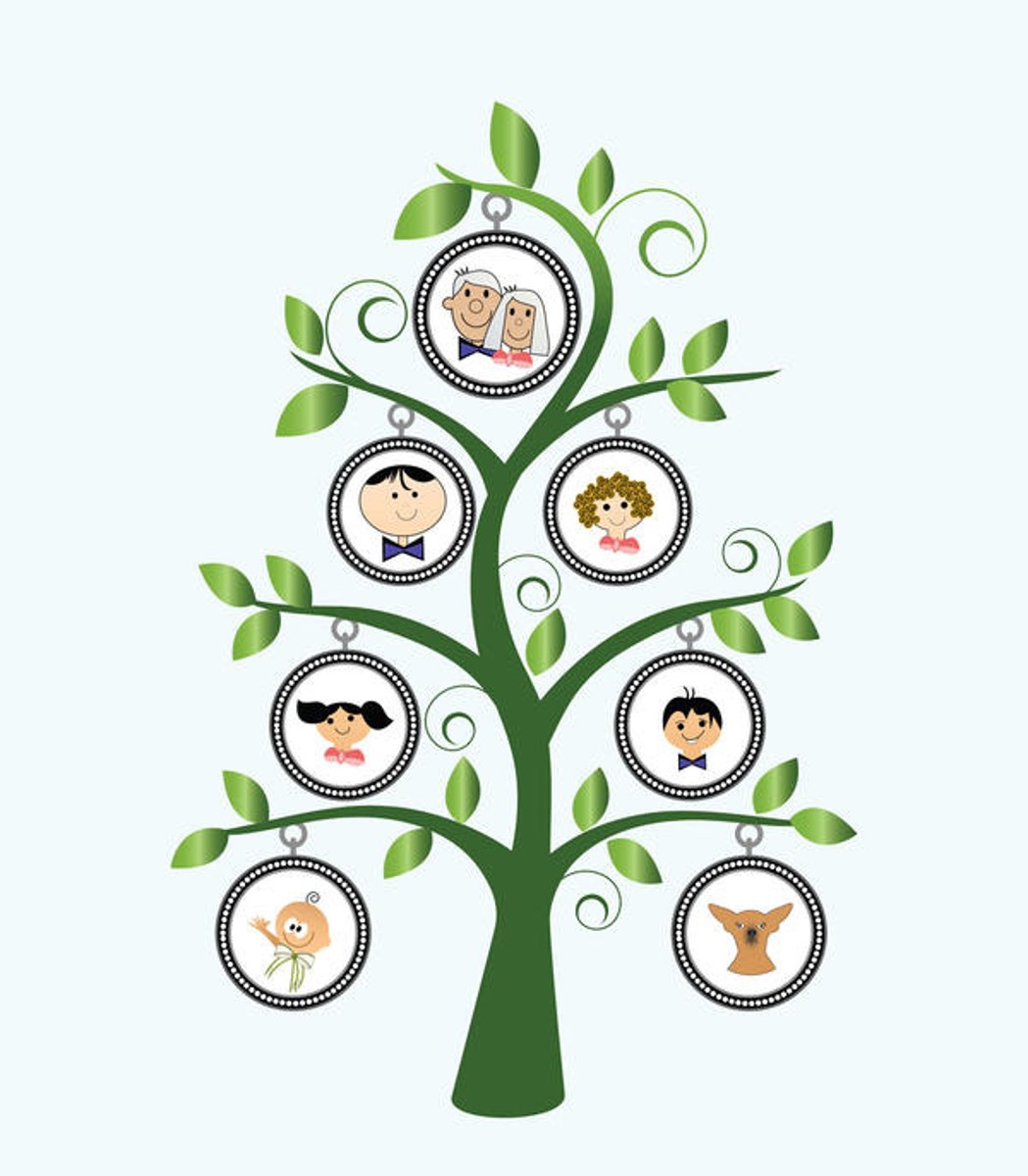 <p>Traits inherited from parents</p>