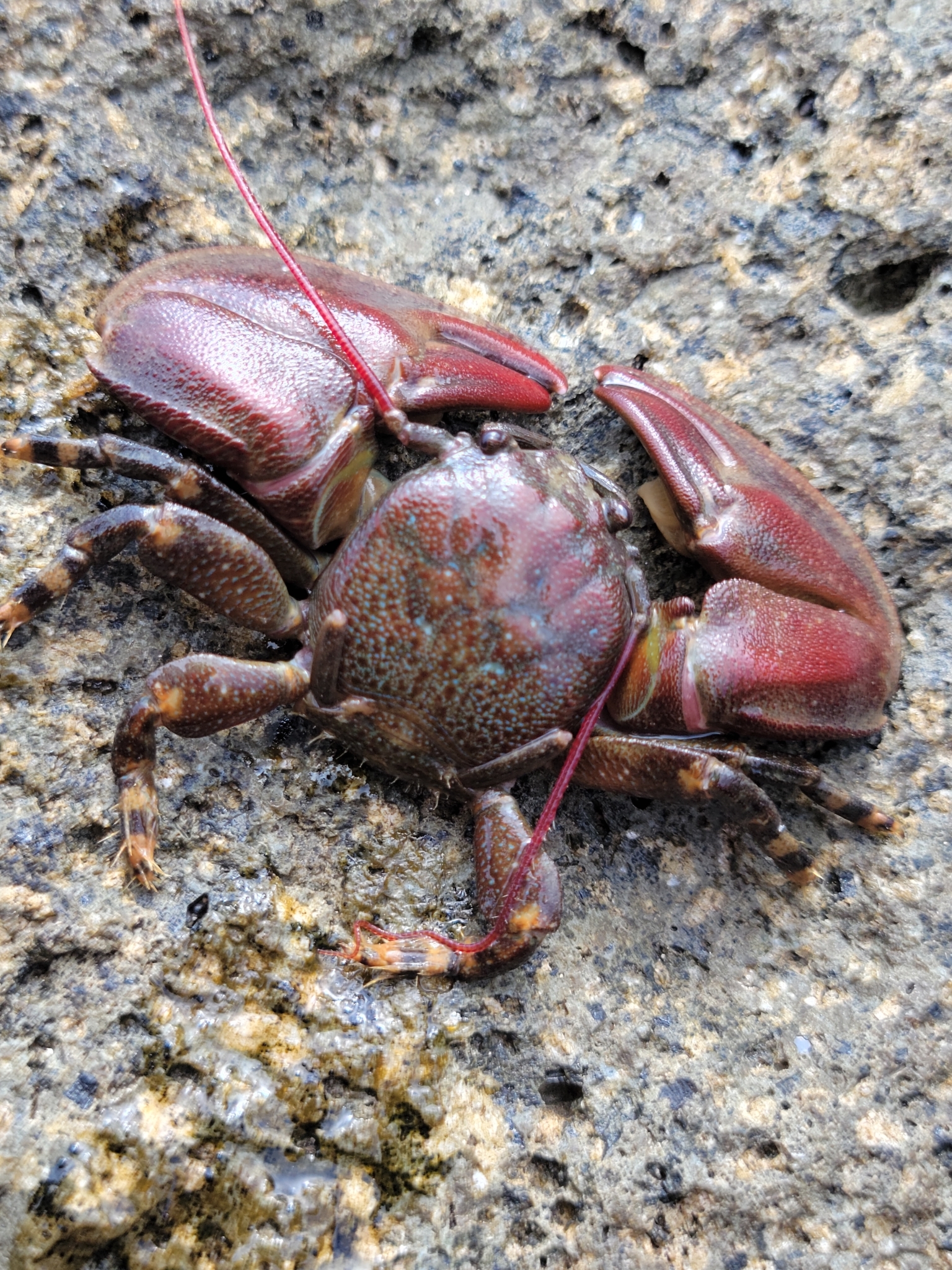 <p>Porcelain crab</p>