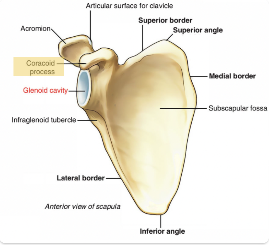 <p><span>Superior to the glenoid cavity, projecting anterolaterally</span></p>