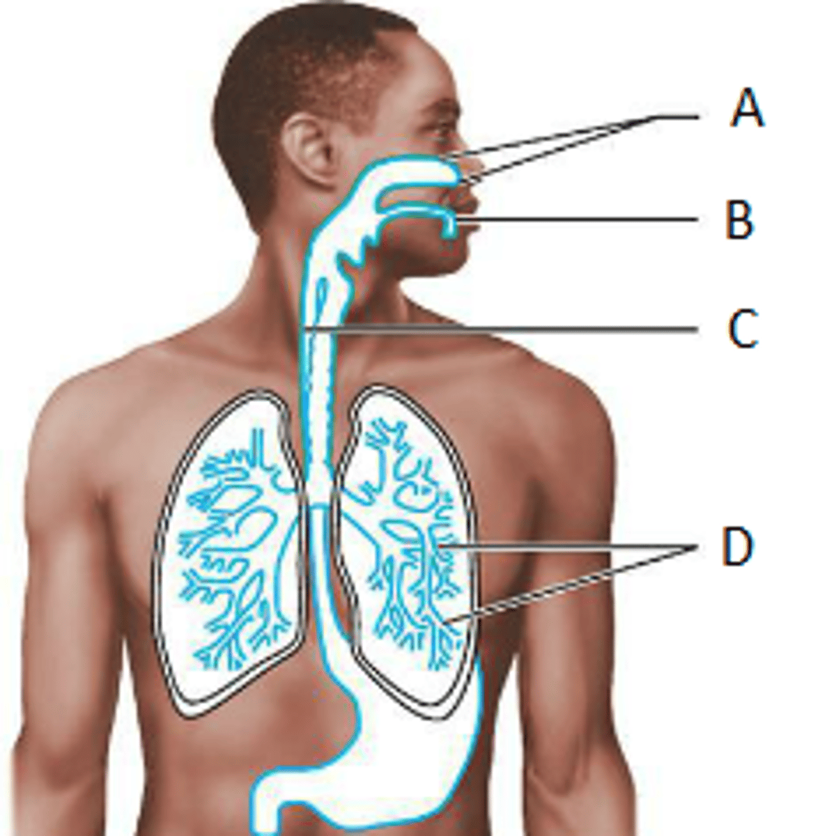 <p>C</p>