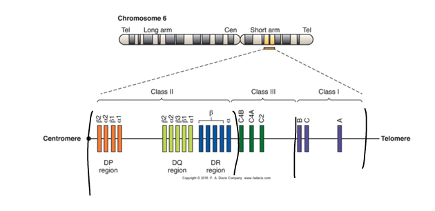 <p>short; 6; haplotype</p>