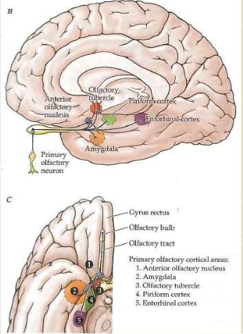 <p><span>Subdivided into 5 areas. All are allocortex (less than 6 layers). Can all receive input from OB.  4A: Anterior Olfactory Nucleus: ACh neurons, Regulates early olfactory<br>processing, Projects back also to OB (ipsilaterally &amp; contralaterally), Degenerates in AD-loss of smell (early symptom of alzheimers disease)</span></p><p><span>*Know what each area does or contributes*</span></p>