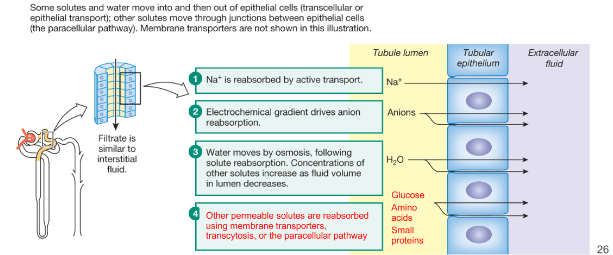 <p>Ionic, molecular, and water reabsorption at the proximal convoluted tubule</p>