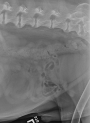 <p>The descending colon's position in relationship to the urinary bladder is within normal limits in this image.</p><p>TRUE OR FALSE</p>