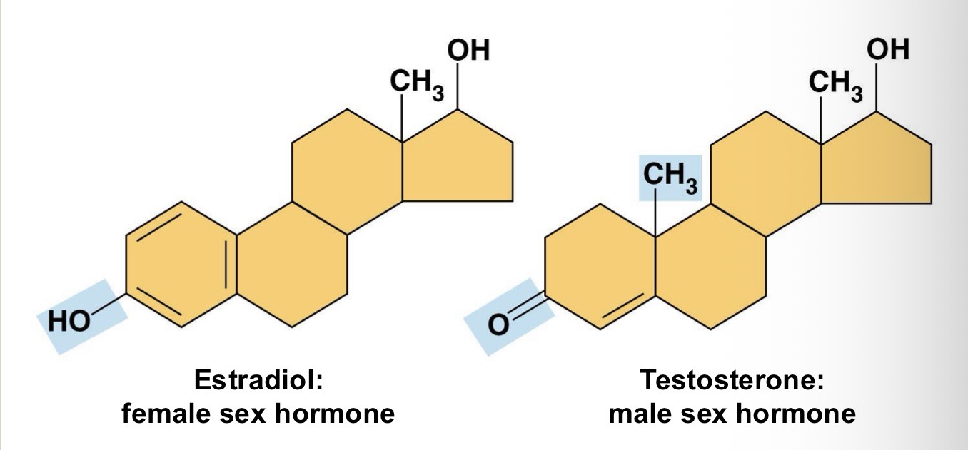 <p>Fill in the blank: Both estradiol and testosterone have a common “steroid nucleus” bu differ in _________ _____ that are attached to the nucleus.</p>