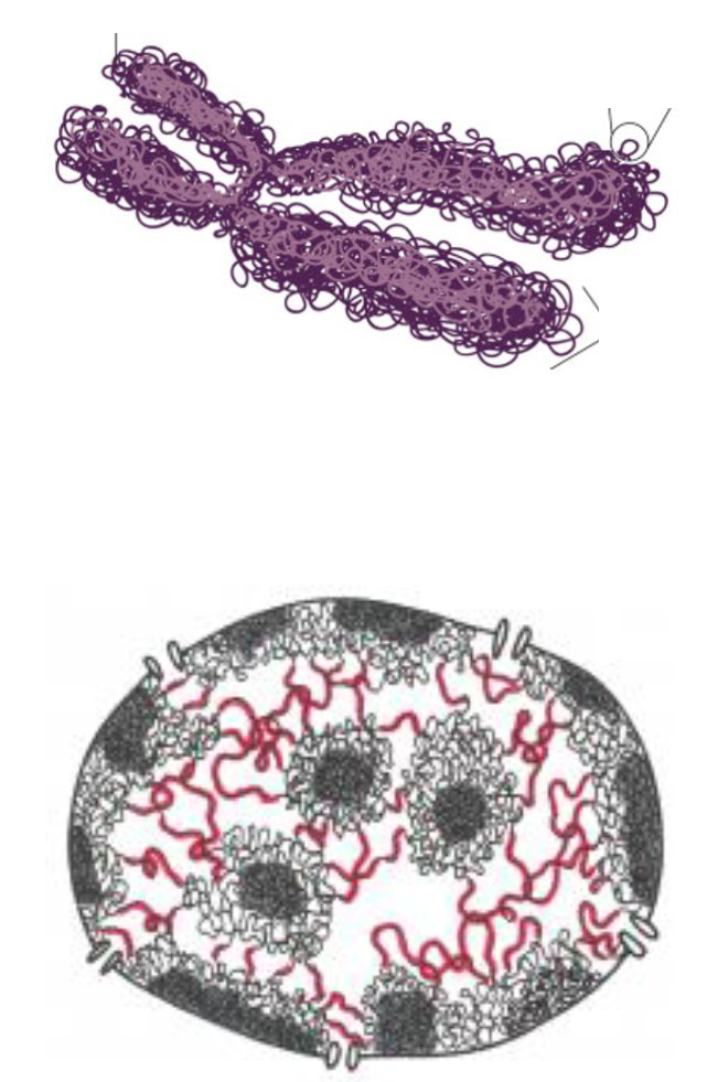 <p>interphase (G1, S, and G2), when DNA, RNA, and proteins are actively synthesized on demand and depending on the needs of the cell</p>