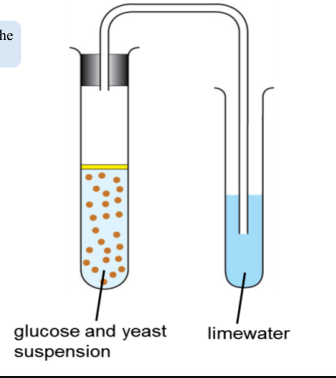 <p>Explain the glucose and yeast suspension. </p><p>Consider a few qns pls</p><p>why was glucose solution boiled?</p><p>what is the purpose of the oil?</p><p>What is the observation? </p>
