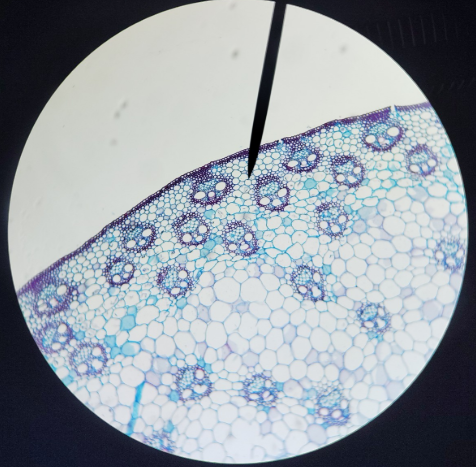 <ol><li><p>name</p></li><li><p>dicot or monocot stem </p></li></ol><p>(Hint monkey faces) </p>