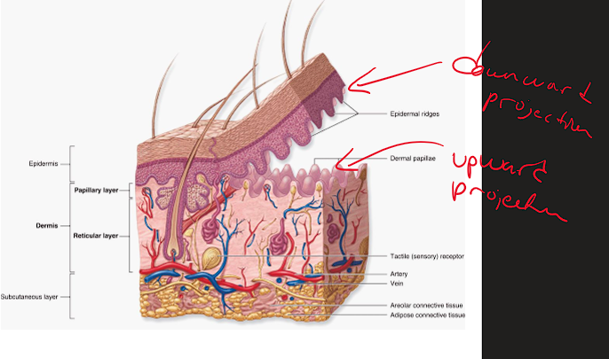 <ul><li><p><span style="color: red;"><strong>Rete ridges (epidermal ridge)</strong></span><strong>- </strong>downward projection of the epidermis</p></li><li><p><span style="color: red;"><strong>Dermal papillae</strong></span><strong> - </strong>upward projection of the dermis</p></li><li><p>This alternating pattern increases surface area which:</p><ul><li><p>Forms a strong connection from dermis to epidermis</p></li><li><p>Allows for efficient exchange of nutrients and waste</p></li></ul></li></ul><p></p>