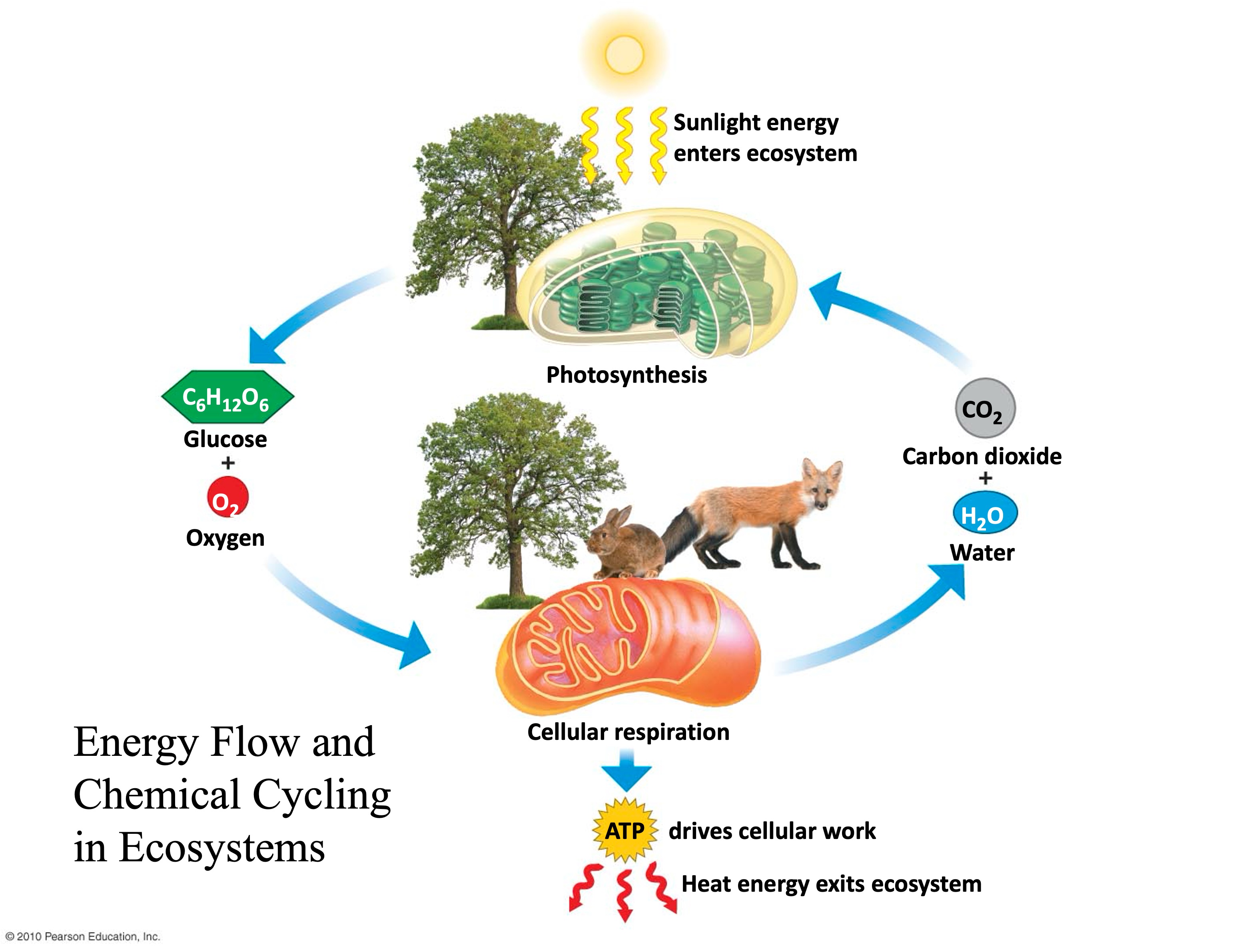 <p>sun → plants → animals </p><p>→ energy lost as heat</p><ul><li><p>chemicals are recycled, energy is not</p></li></ul><p></p>