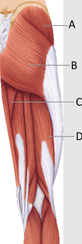 <p>Identify the gluteus maximus muscle.</p>