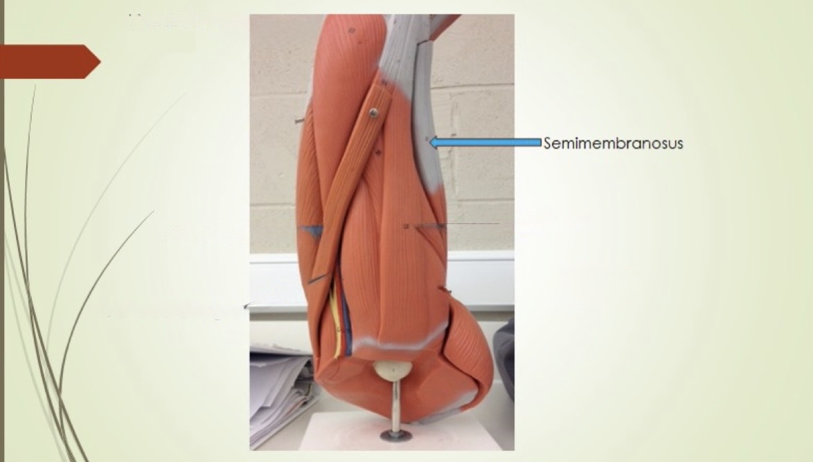 <p>grey part of semitendinosus</p>