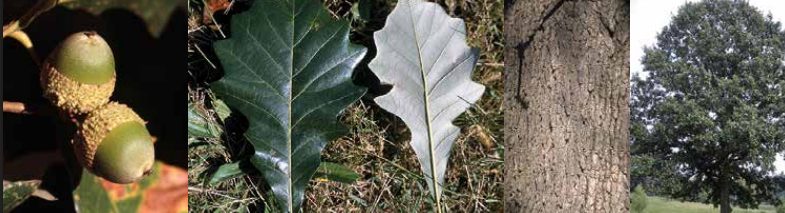 <p>Identify this tree: </p>