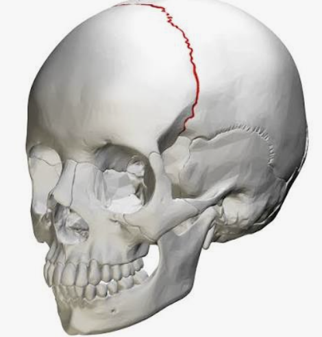 <p>Which suture is this?</p>