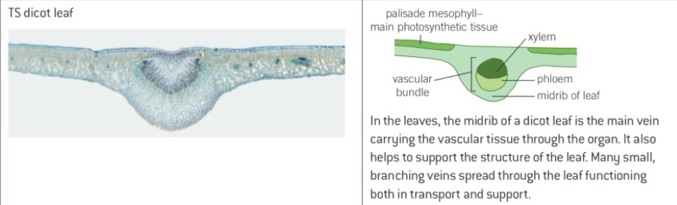 <p>The midrib of a dicot leaf is the main vein carrying the vascular tissue through the organ, it also helps to support the structure of the leaf. </p><p>There are also many small branching veins through the leaf which have a function in transport and support.</p>