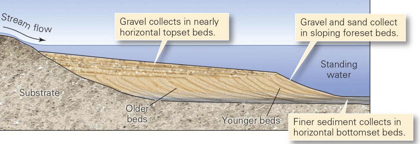 <p>wedge of sediment formed at a river mouth when the running water of the stream enters standing water, the current slows, the stream loses competence, and sediment settles out</p><ul><li><p>topset beds composed of gravel</p></li><li><p>foreset beds of gravel + sand</p></li><li><p>silty bottomset beds</p></li></ul><p></p>