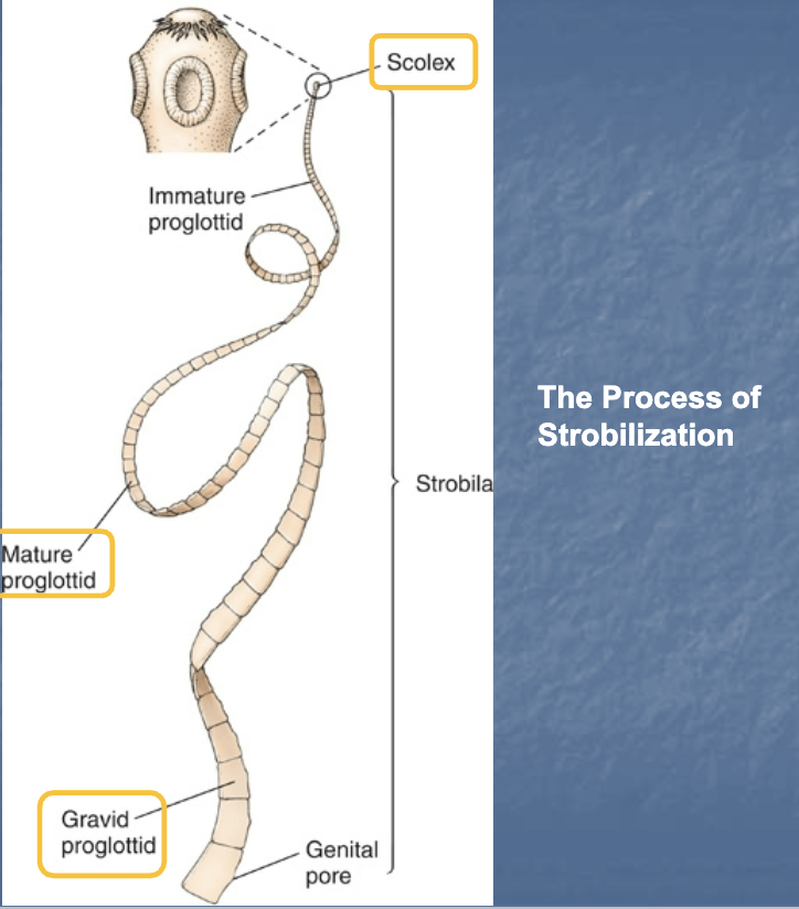 <p>C. Cestoda</p><p>Taenia</p><p>Known as the ‘body’</p><p>Process of Strobilization=Strobila (Oldest to Newest)</p>