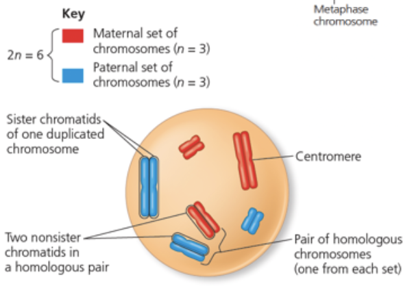 <p>reduces diploid cell (2n, 46 chromosomes, 23 chromosome pairs) into four haploid cells (n, 23 chromosomes)</p><ul><li><p>maternal and paternal chromosomes carrying the same genes join together to form homologous pairs</p></li><li><p>one chromosome from each homologous pair is passed on, creating haploid gamete cells</p></li></ul><p></p>