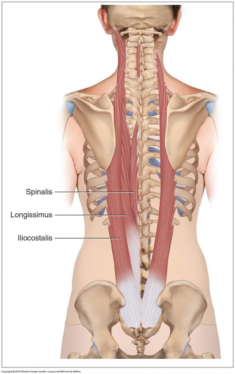 <p>Which muscle ensures that we maintain and upright posture and also extends the back.</p>