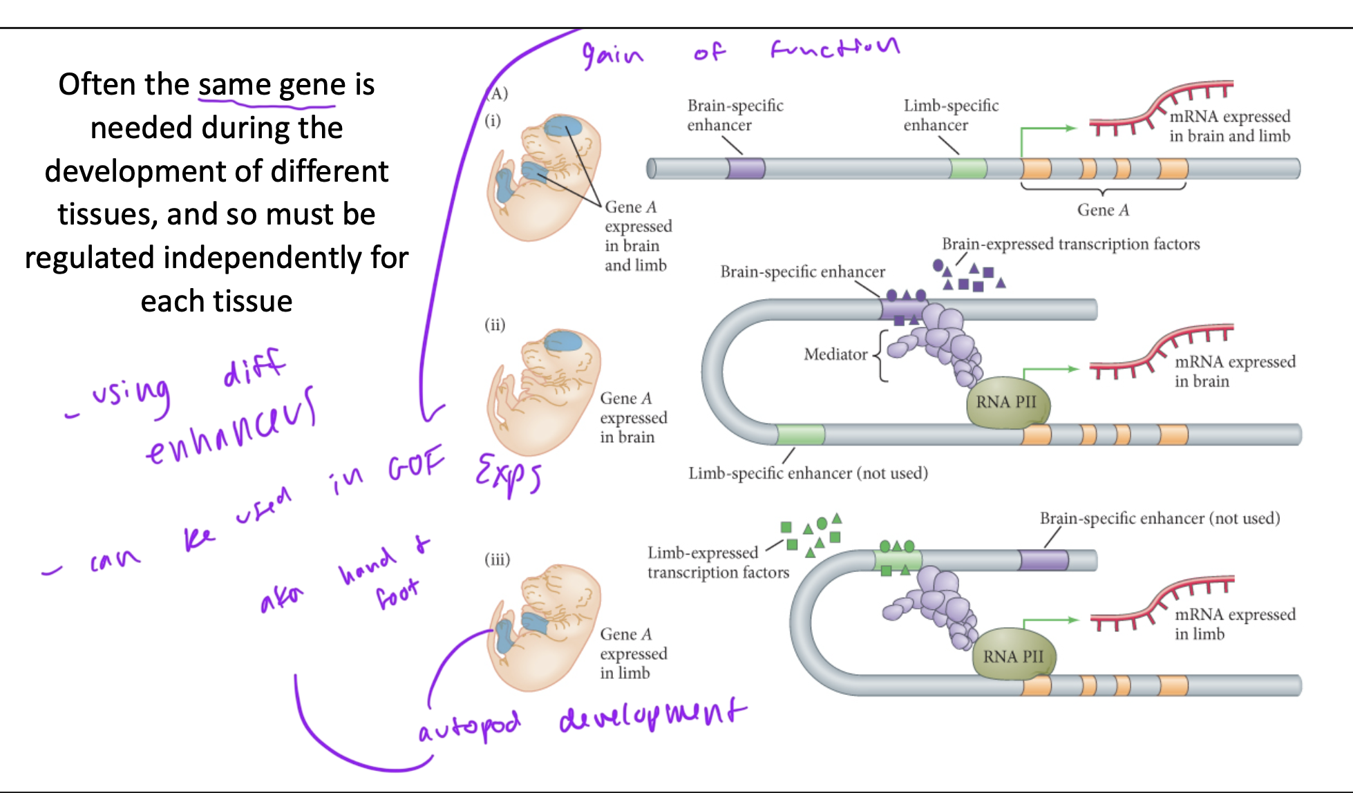 <ul><li><p>so diff parts of the gene must be regulated independently for formation of each separate tissue as the embryo develops</p></li><li><p>ex: using diff enhancers to promote brain vs limb development</p></li><li><p>this whole idea can also be used in gain of function Exps</p></li></ul><p></p>