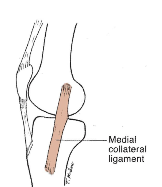 <p></p><ul><li><p>Superficial (origin)</p><ul><li><p>Medial epicondyle of femur to pes anserinus</p></li></ul><p></p></li><li><p>Deep (insertion)</p><ul><li><p>Continuous w/ joint capsule</p></li><li><p>Firmly attached to medial meniscus</p></li></ul></li></ul><p><br><span data-name="black_small_square" data-type="emoji">▪</span> Direct blood supply</p><p></p>